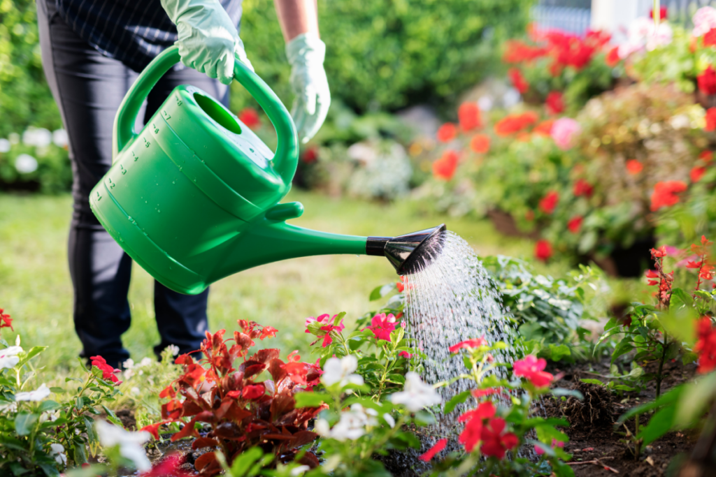 A woman is watering plants around a septic tank with a green watering can.