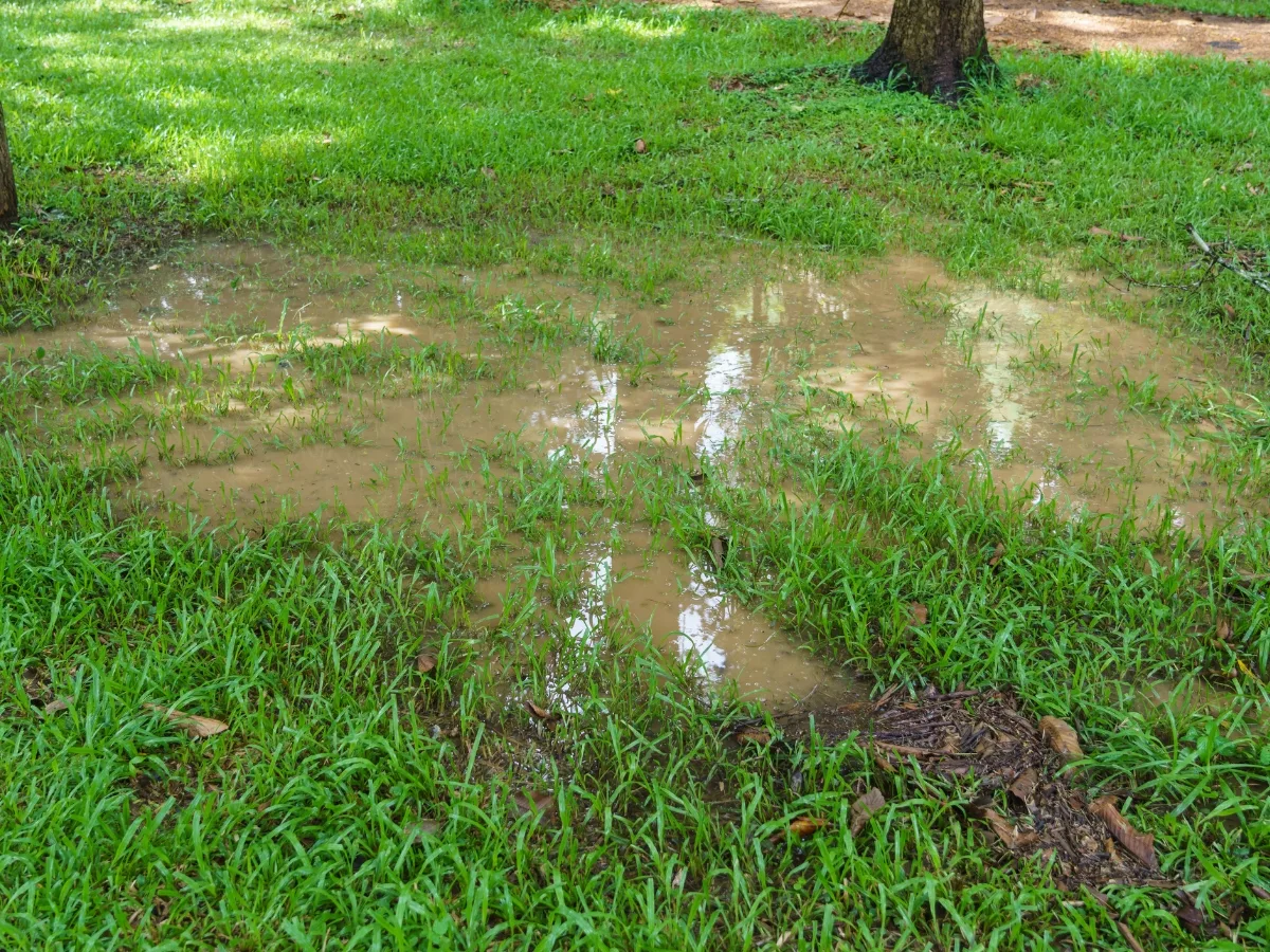 A grassy area with puddles of water on the ground after a recent rain, reflecting surrounding trees, highlights the importance of regular maintenance for your septic system cost.