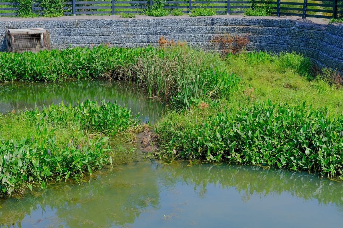 The wetland area with lush green vegetation, surrounded by stone walls and a wooden fence in the background, might remind one of the subtle early signs like pooling water indicating how to know if your septic tank is full.