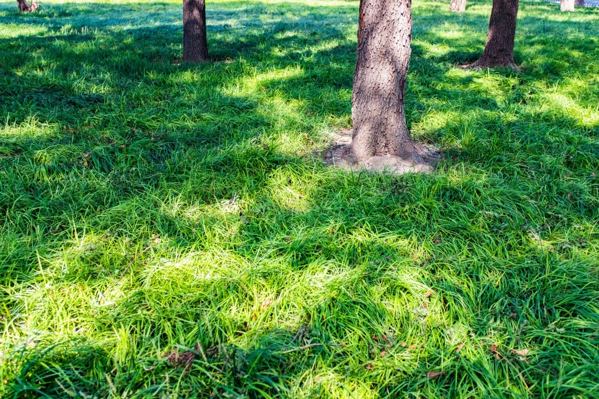 Sunlight filters through trees, casting shadows on the green grass below, creating a serene backdrop that almost distracts from the need to determine how to know if your septic tank is full.