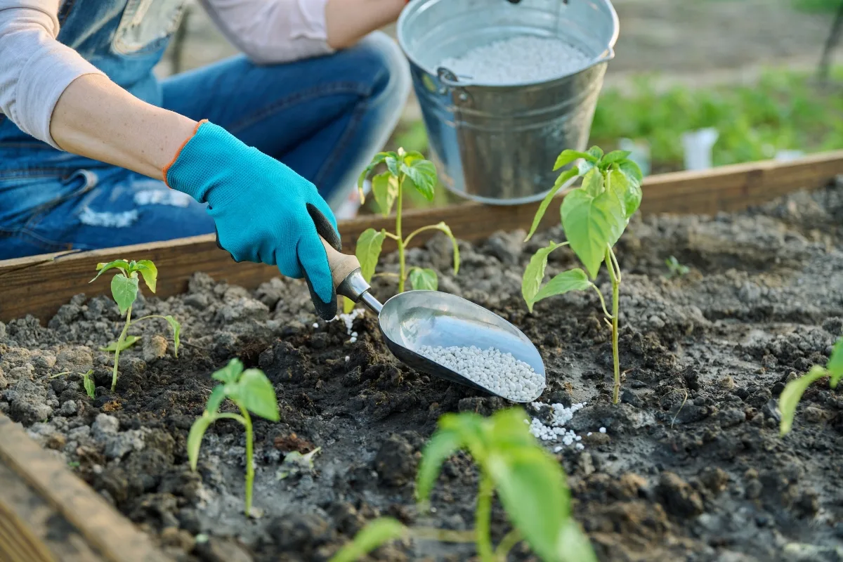 Strategies for Septic Systems to Lower Nitrogen Pollution 5 Person wearing blue gloves applies granular fertilizer rich in nitrogen to young plants in a garden bed using a small trowel. A metal bucket is nearby, ensuring careful handling to prevent nitrogen pollution.