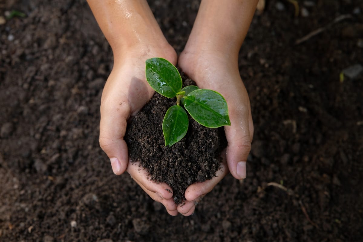 Hands holding a small plant with green leaves in dark soil, illustrating the life thriving even near septic system leach fields, surrounded by the ground.