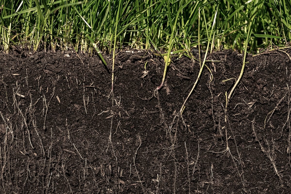 A cross-section of soil with grass growing on top, roots weaving through the dark earth below, similar to how a septic system efficiently disperses waste into leach fields.