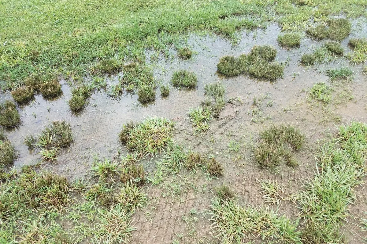 Warning Signs Your Septic Tank Needs Pumping 3 The grass field shows signs your septic tank needs pumping, with patches of standing water creating marshy areas and brown turf spots indicating potential issues below the surface.