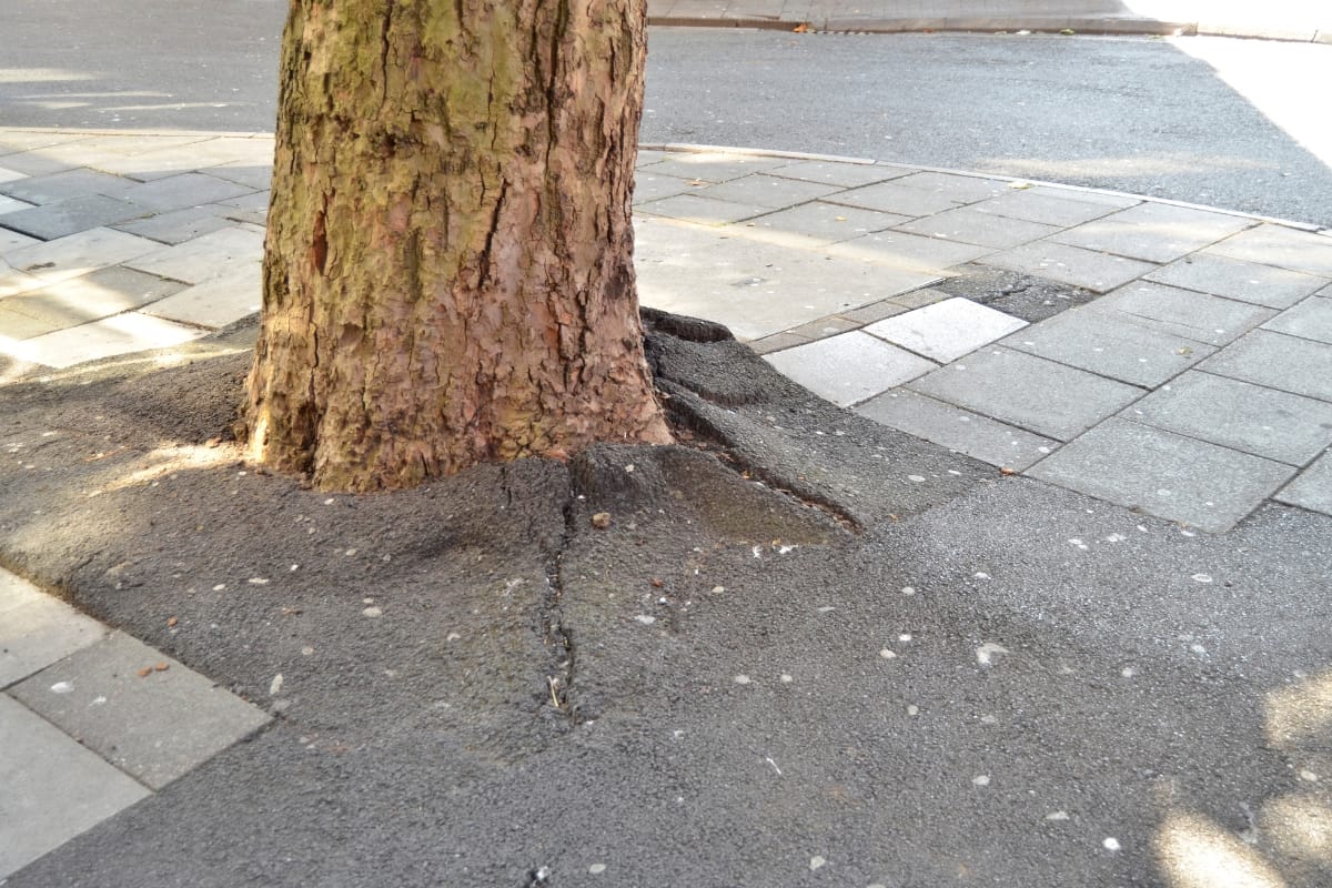 Septic System Failure Causes in Kennesaw, GA: How to Prevent Them 4 A tree trunk growing on a sidewalk has caused the surrounding pavement to crack and lift, similar to damage sometimes seen with septic system failure.